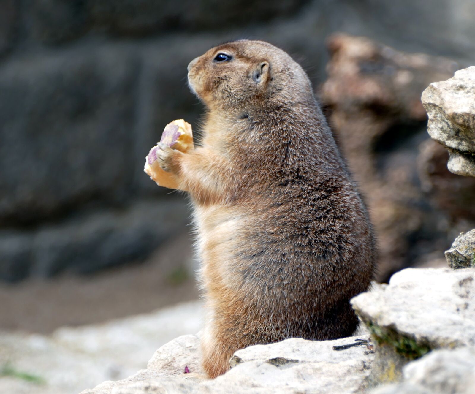 Panasonic Lumix DMC-FZ1000 sample photo. Prairie dog, zoo, animal photography