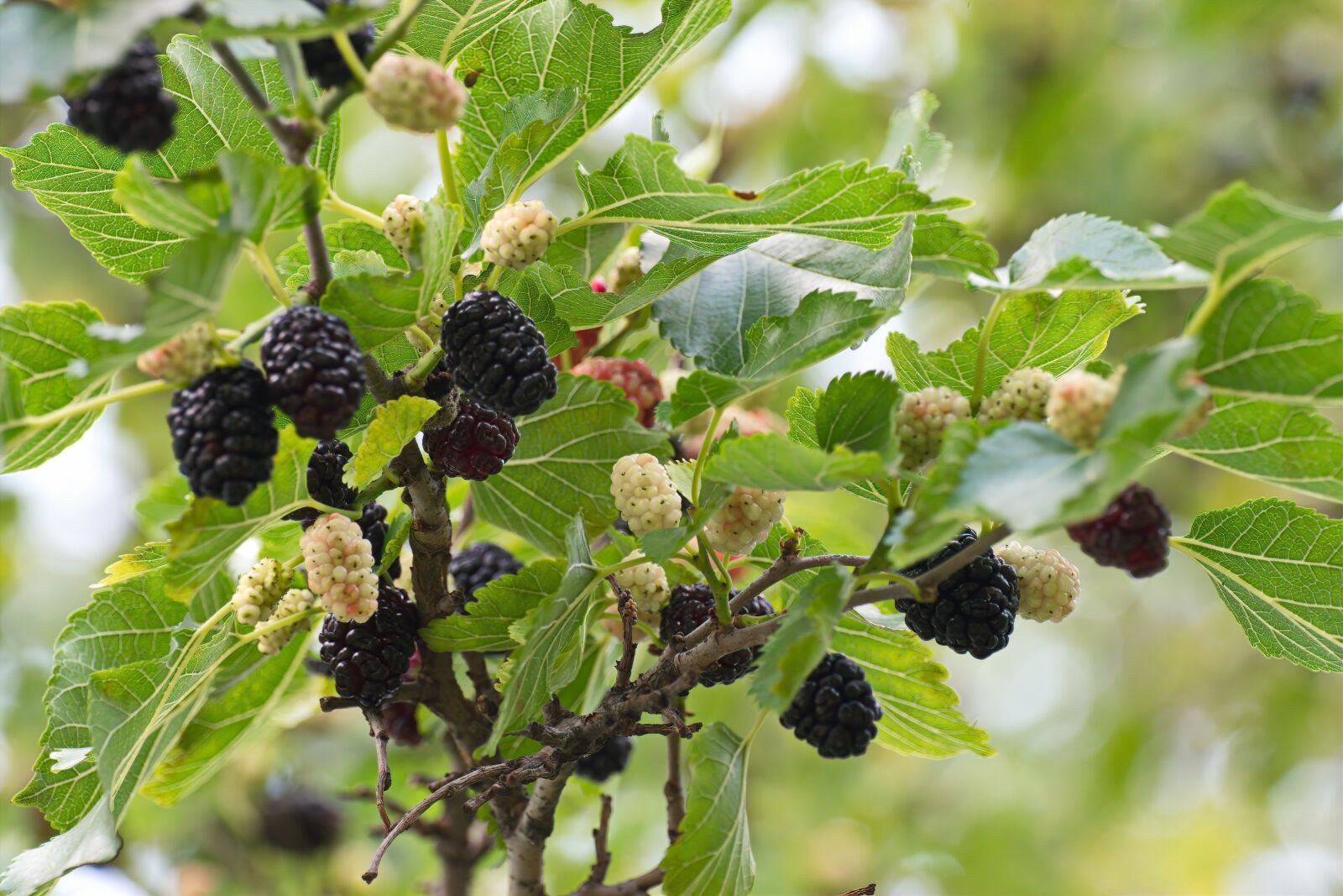 Nikon D5300 sample photo. More specifically, the mulberry photography