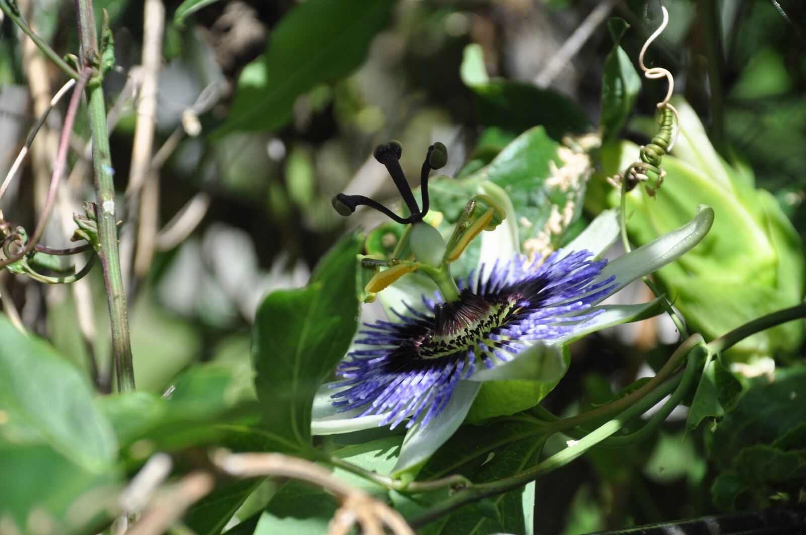 Nikon D90 sample photo. Passionflower, flower of passion photography