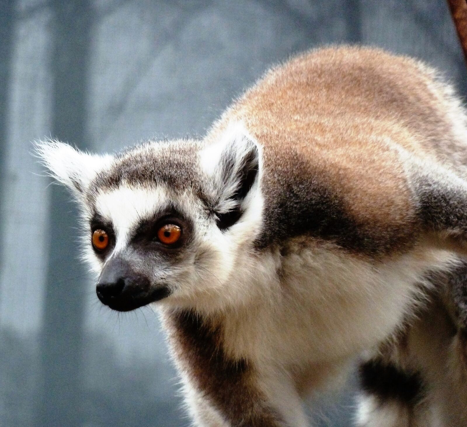 Panasonic Lumix DMC-ZS5 (Lumix DMC-TZ8) sample photo. Animal, monkey, ring-tailed lemur photography