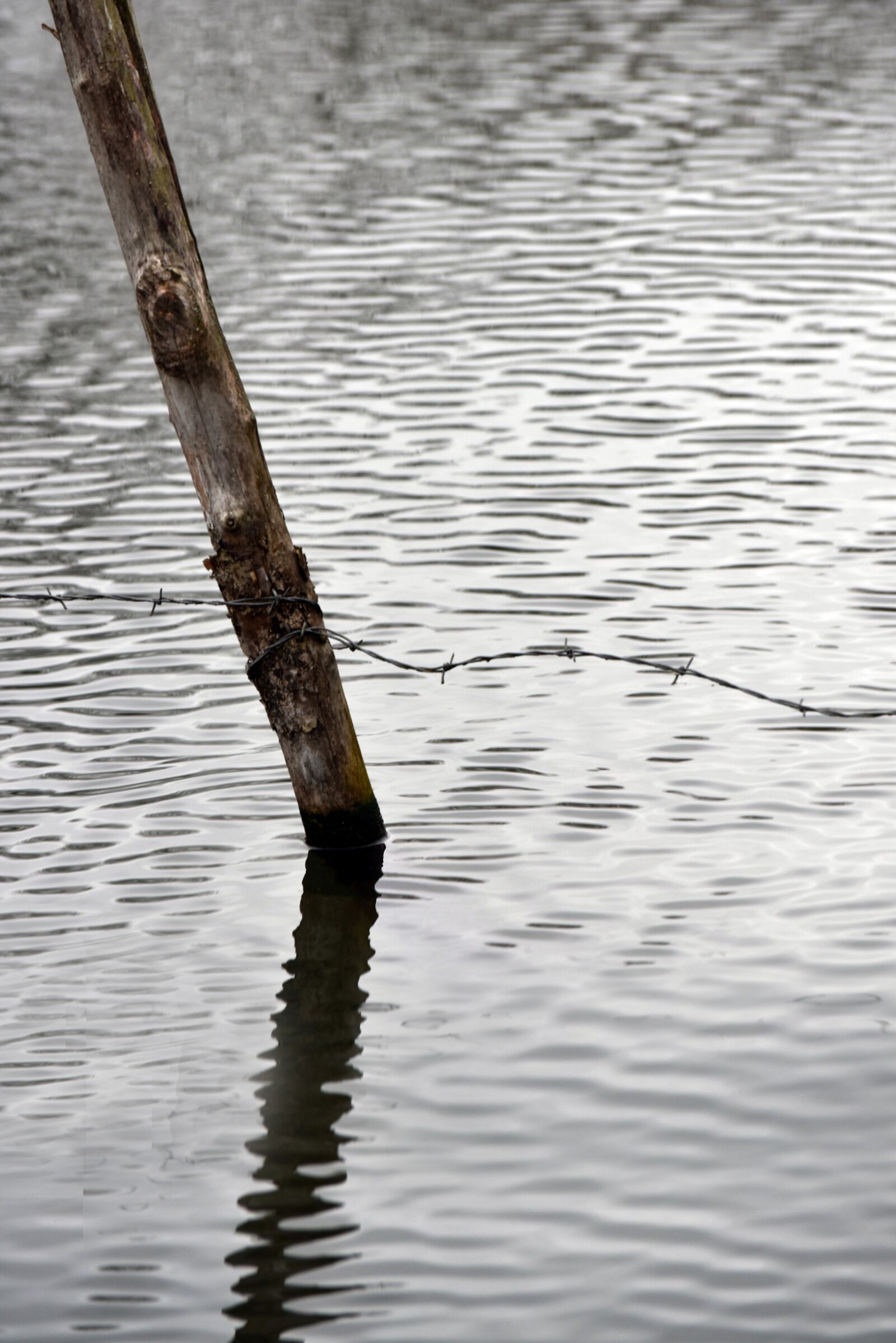 Nikon D810 sample photo. Water, pond, nature photography
