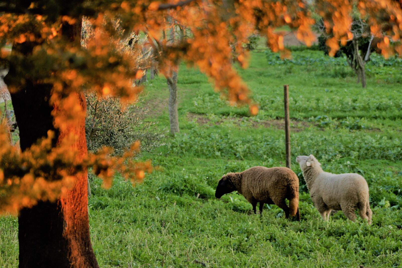 Canon EOS 1000D (EOS Digital Rebel XS / EOS Kiss F) sample photo. Field, herb, sheep photography