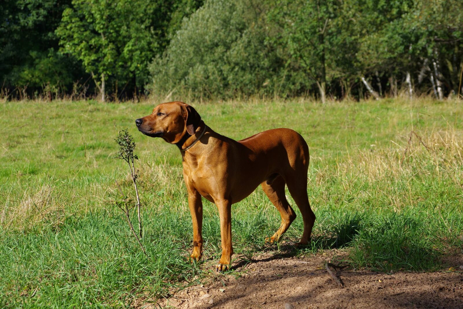 Pentax K-3 sample photo. Dog, ridgeback, rhodesian photography