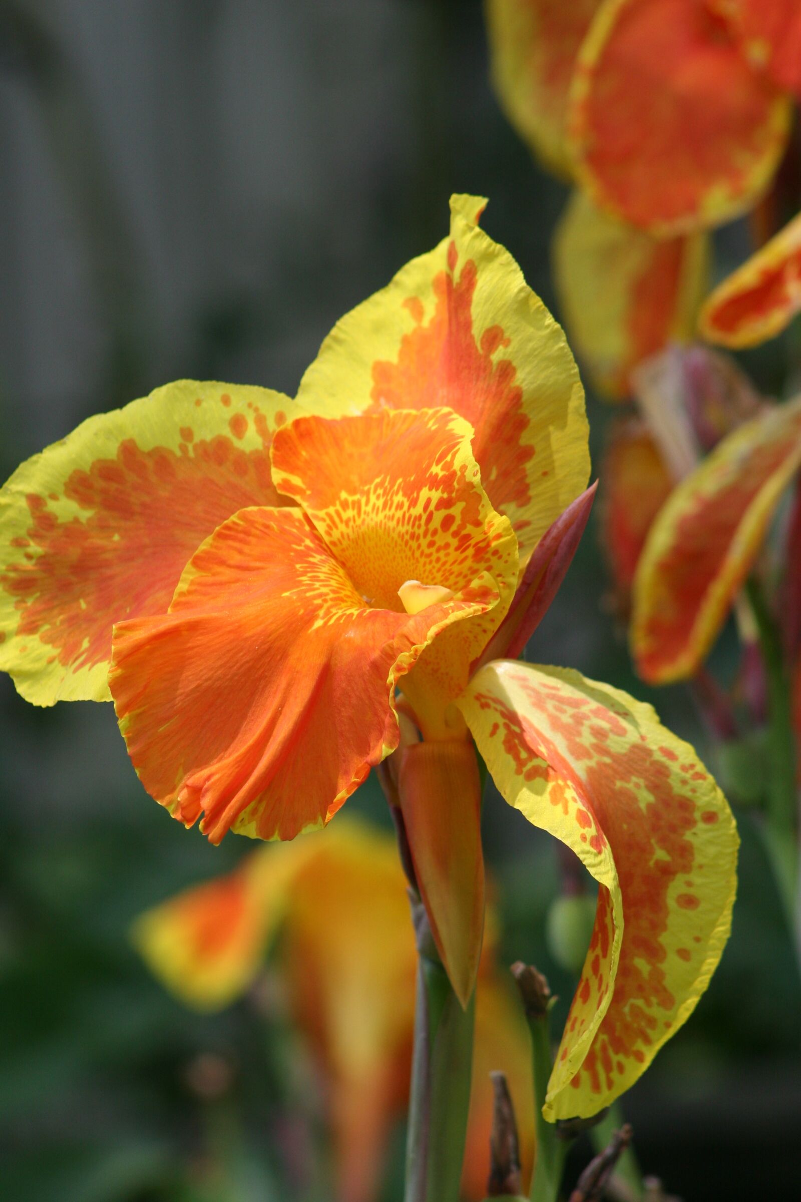 Canon EOS 20D sample photo. Iris, plant, bloom photography