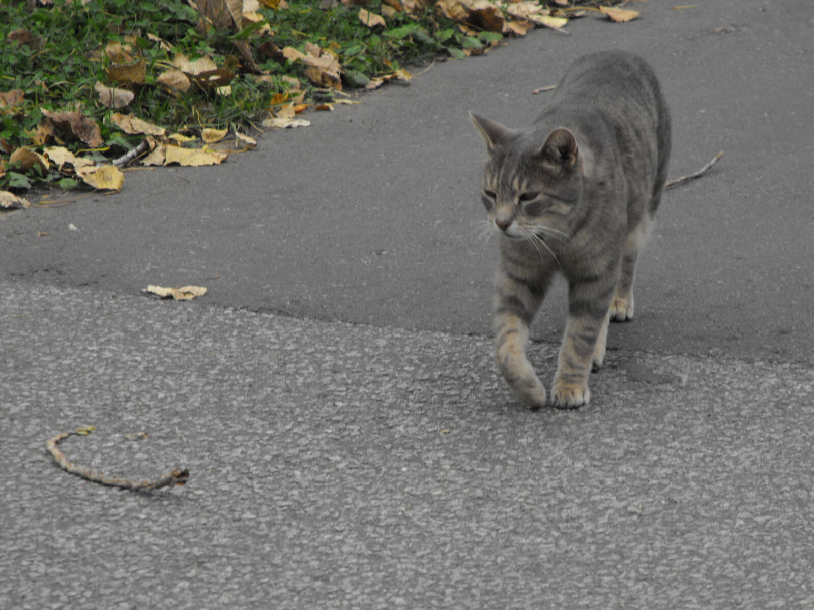 Fujifilm FinePix S1000fd sample photo. Cat photography