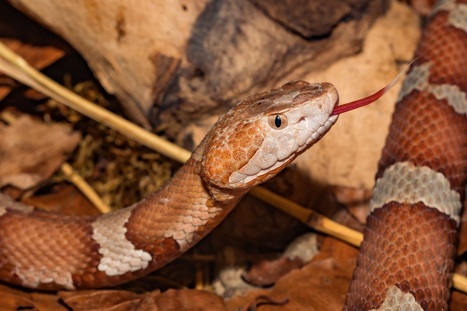 Canon EOS 5D Mark IV sample photo. Snake, venomous snake, copper photography