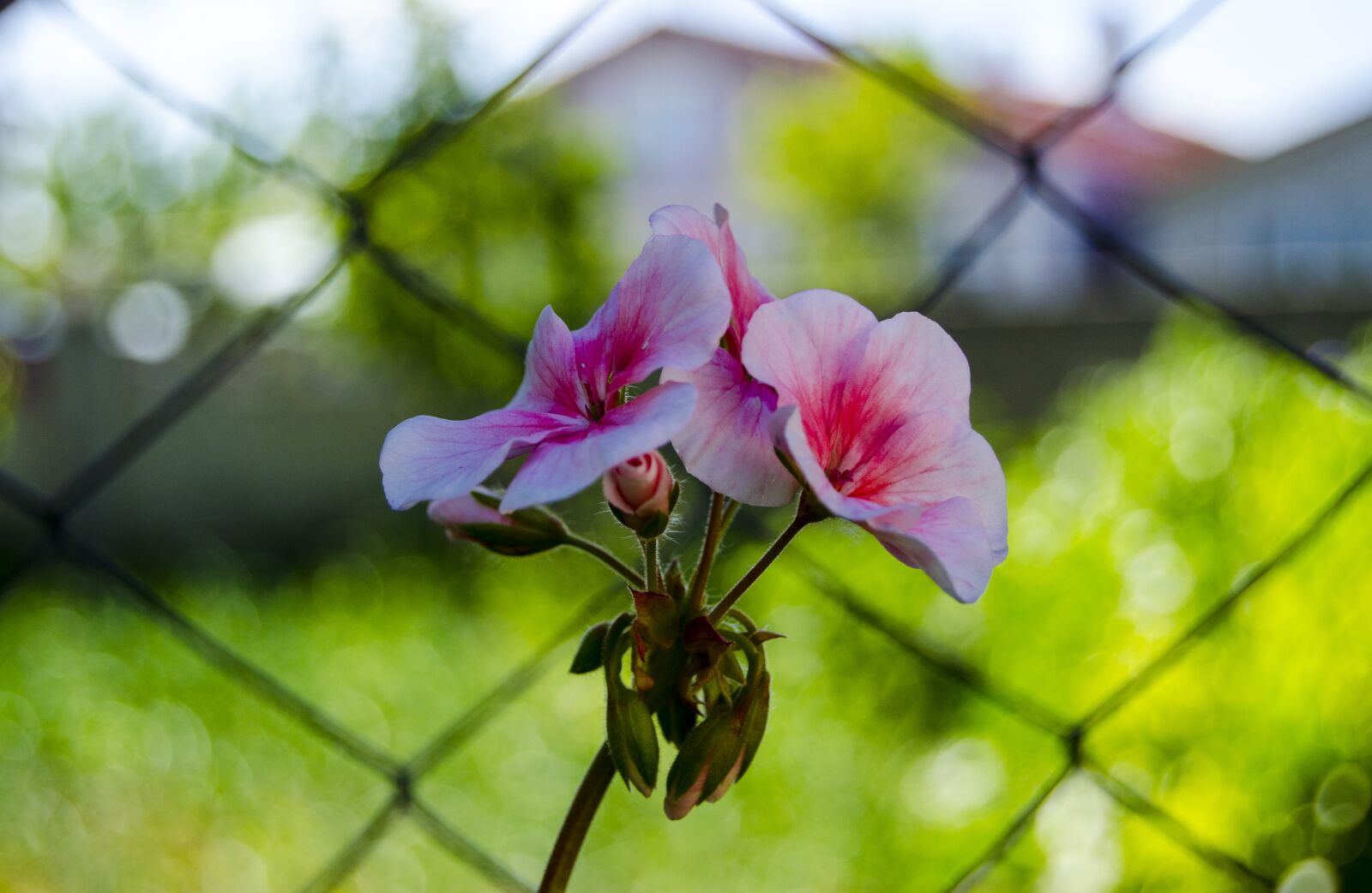 Nikon D5100 sample photo. Flower, background, plant photography