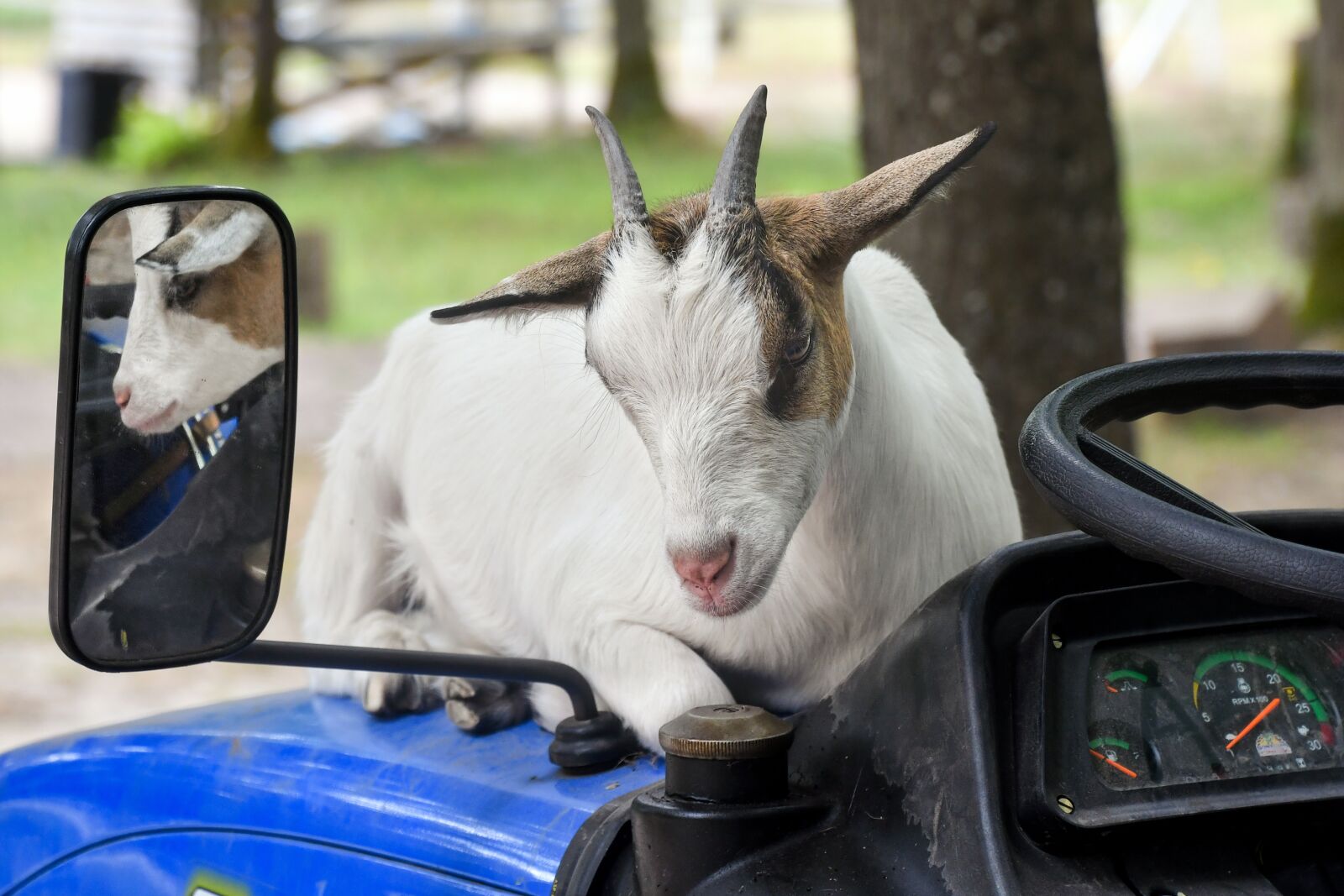Nikon D500 sample photo. Goat, rear view mirror photography