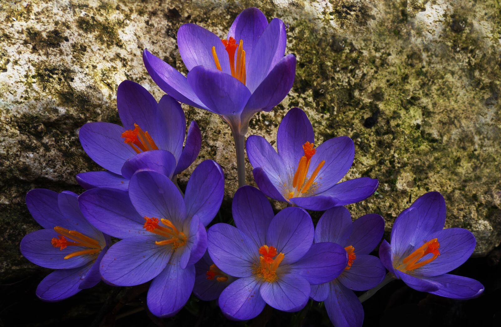 Panasonic Lumix DMC-FZ1000 sample photo. Crocus, spring flower, schwertliliengewaechs photography