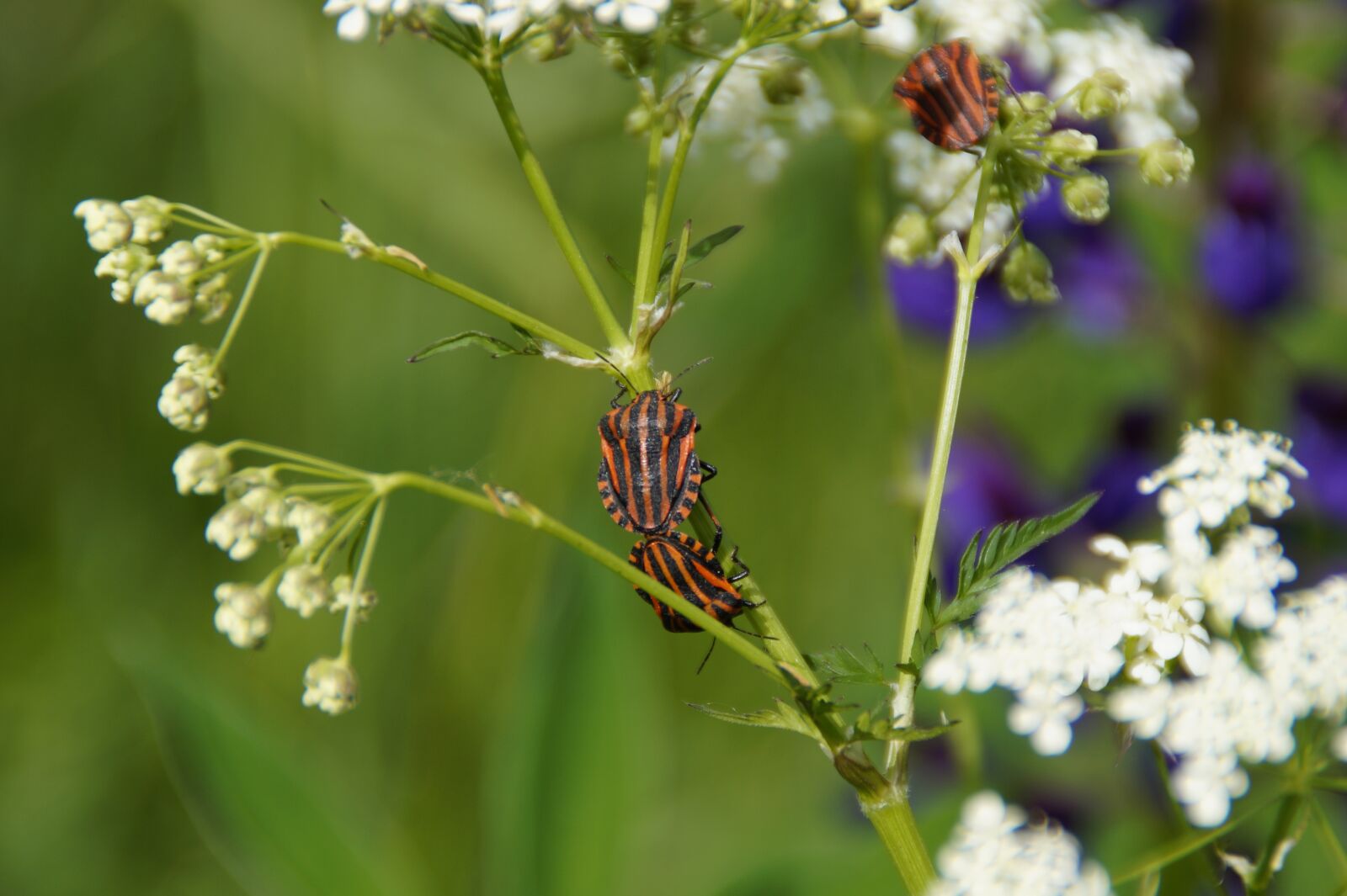 Sony SLT-A58 sample photo. Stripes bugs, bugs, nature photography