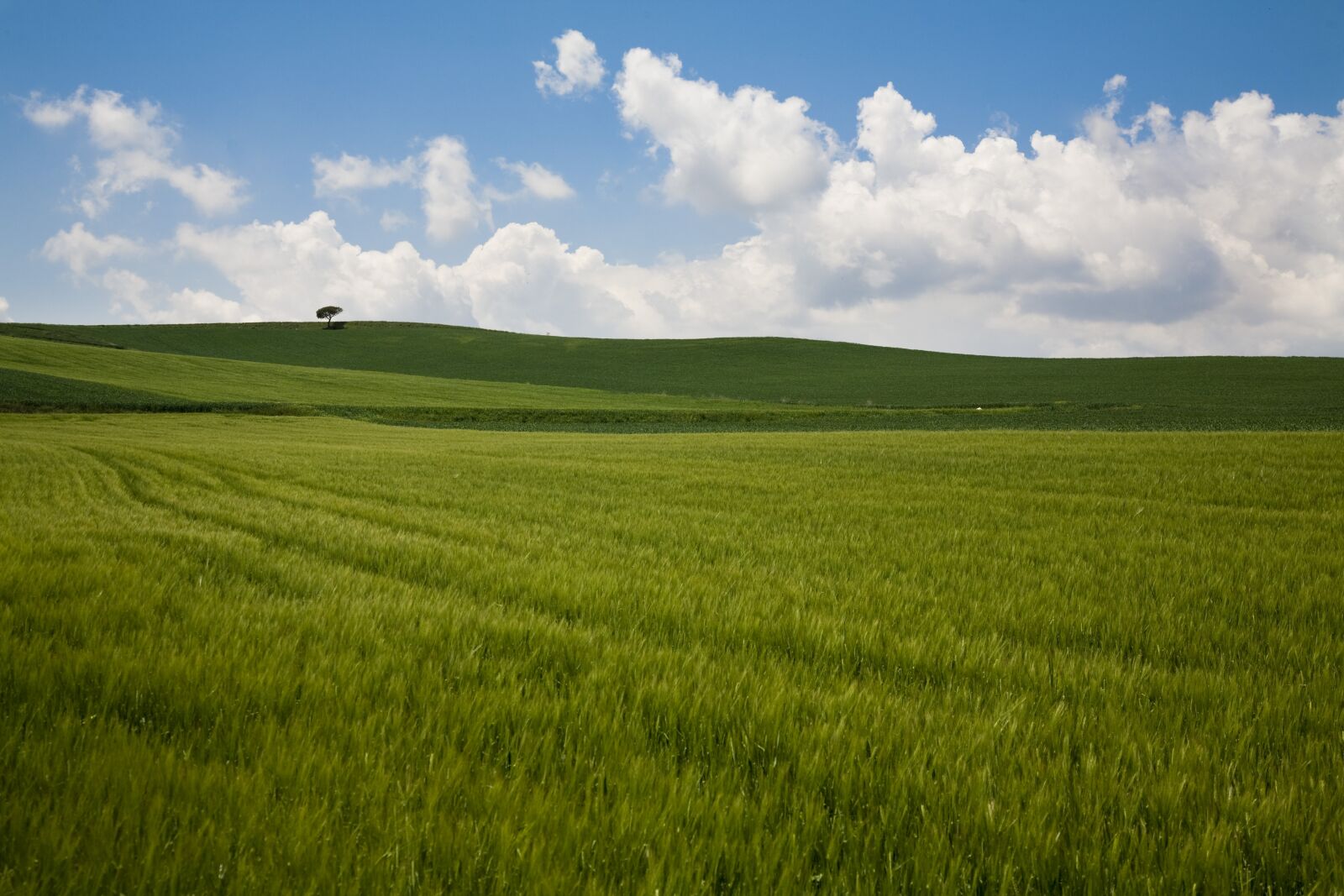 Canon EOS 5D sample photo. Nature, clouds, wheat photography