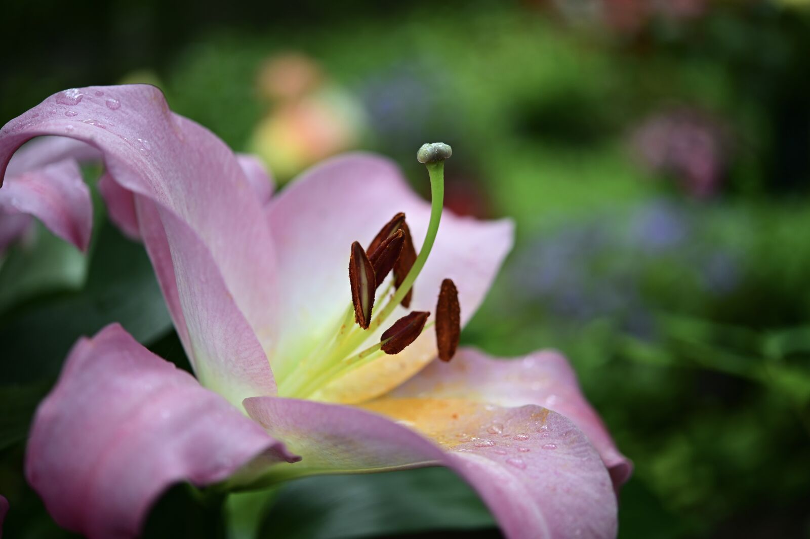 Nikon Z6 sample photo. Lily, blossom, bloom photography