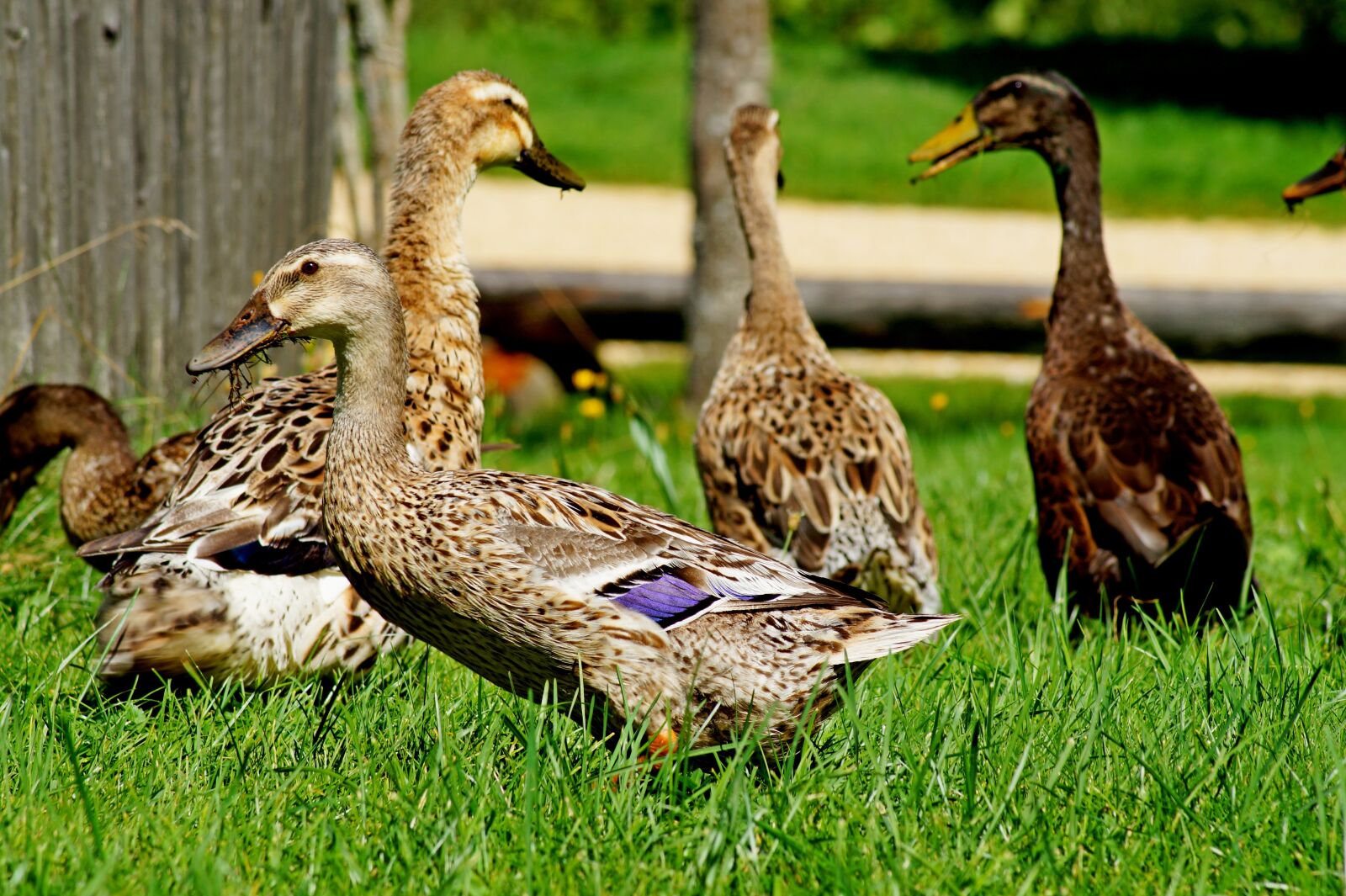 Sony SLT-A58 sample photo. Ducks, bird, nature photography