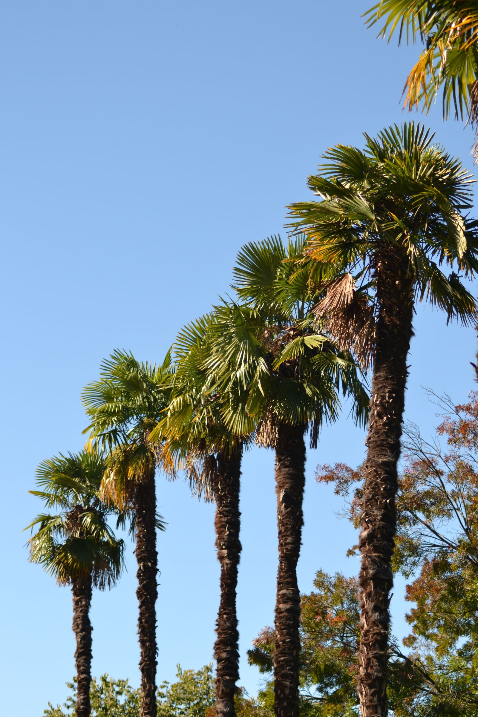 Nikon D3100 sample photo. Palm, date-palm, trees photography