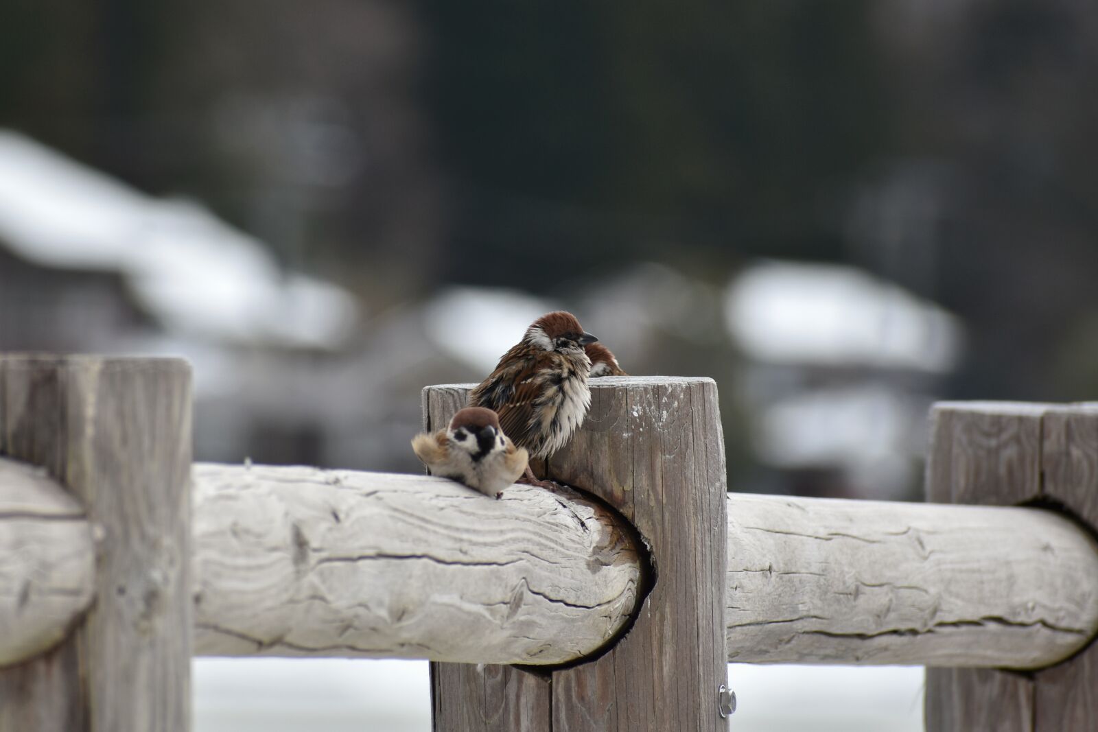 Nikon D7200 sample photo. Animal, wood, bird photography