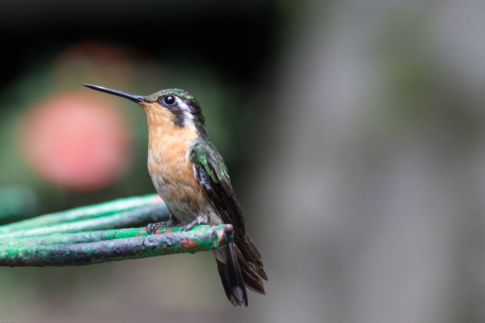 Canon EOS 7D Mark II sample photo. Hummingbird, bird, bill photography