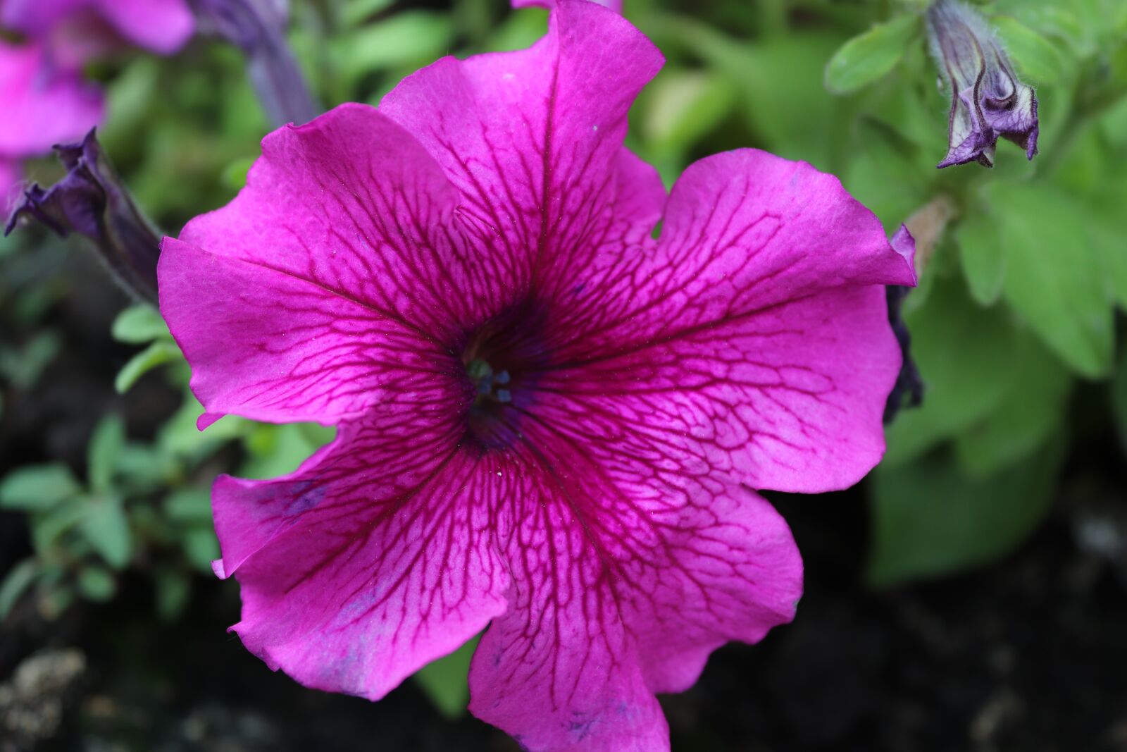 Canon EOS 200D (EOS Rebel SL2 / EOS Kiss X9) sample photo. Flowers, nature, meadow photography