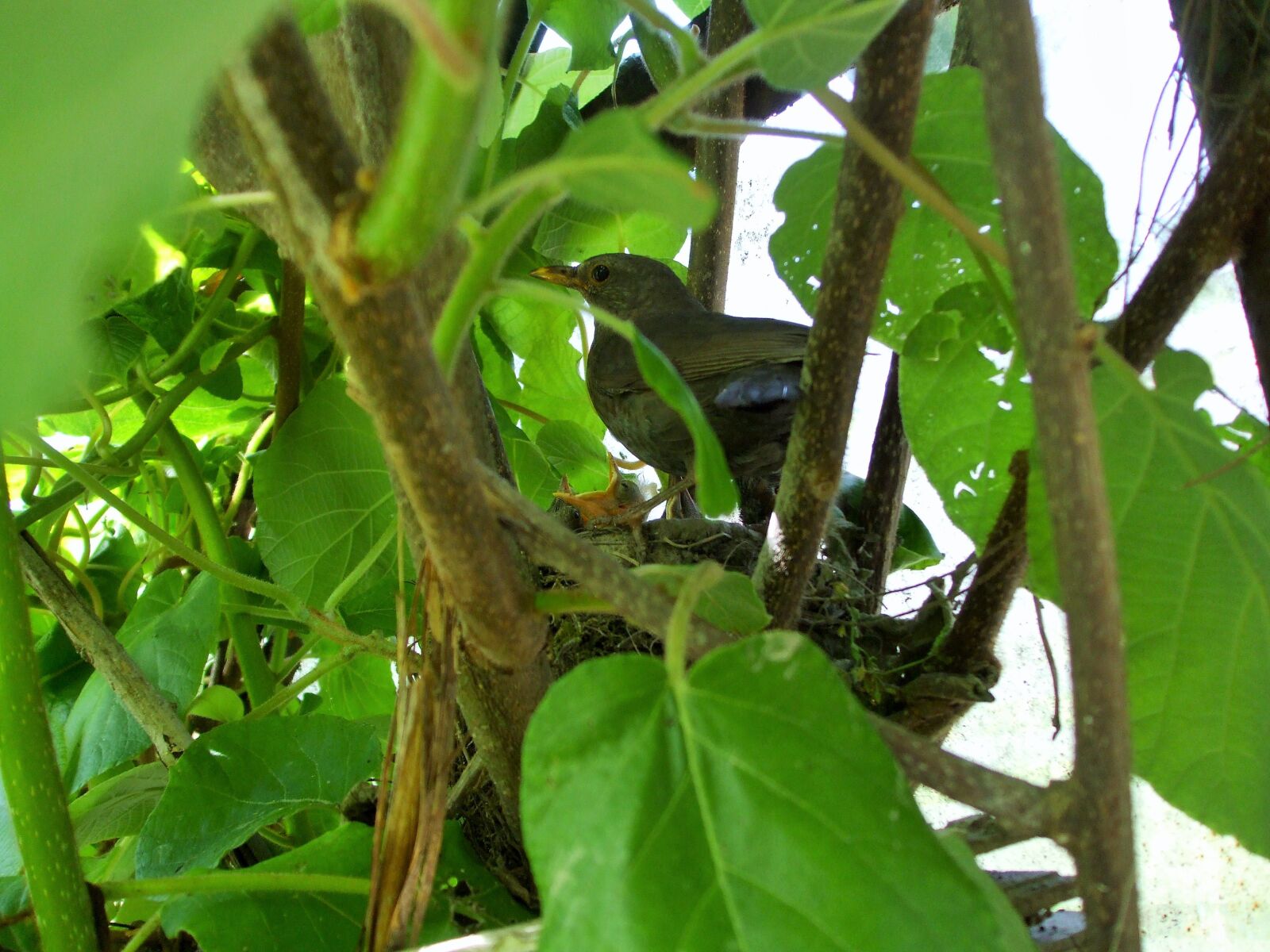 Fujifilm FinePix A820 sample photo. Thrush, the nest, nature photography