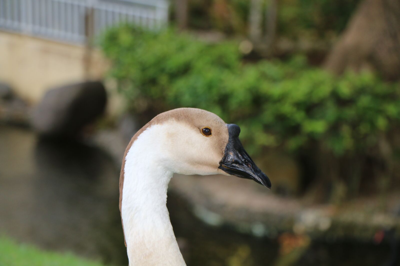 Canon EOS 70D sample photo. Swan, black bill, boss photography