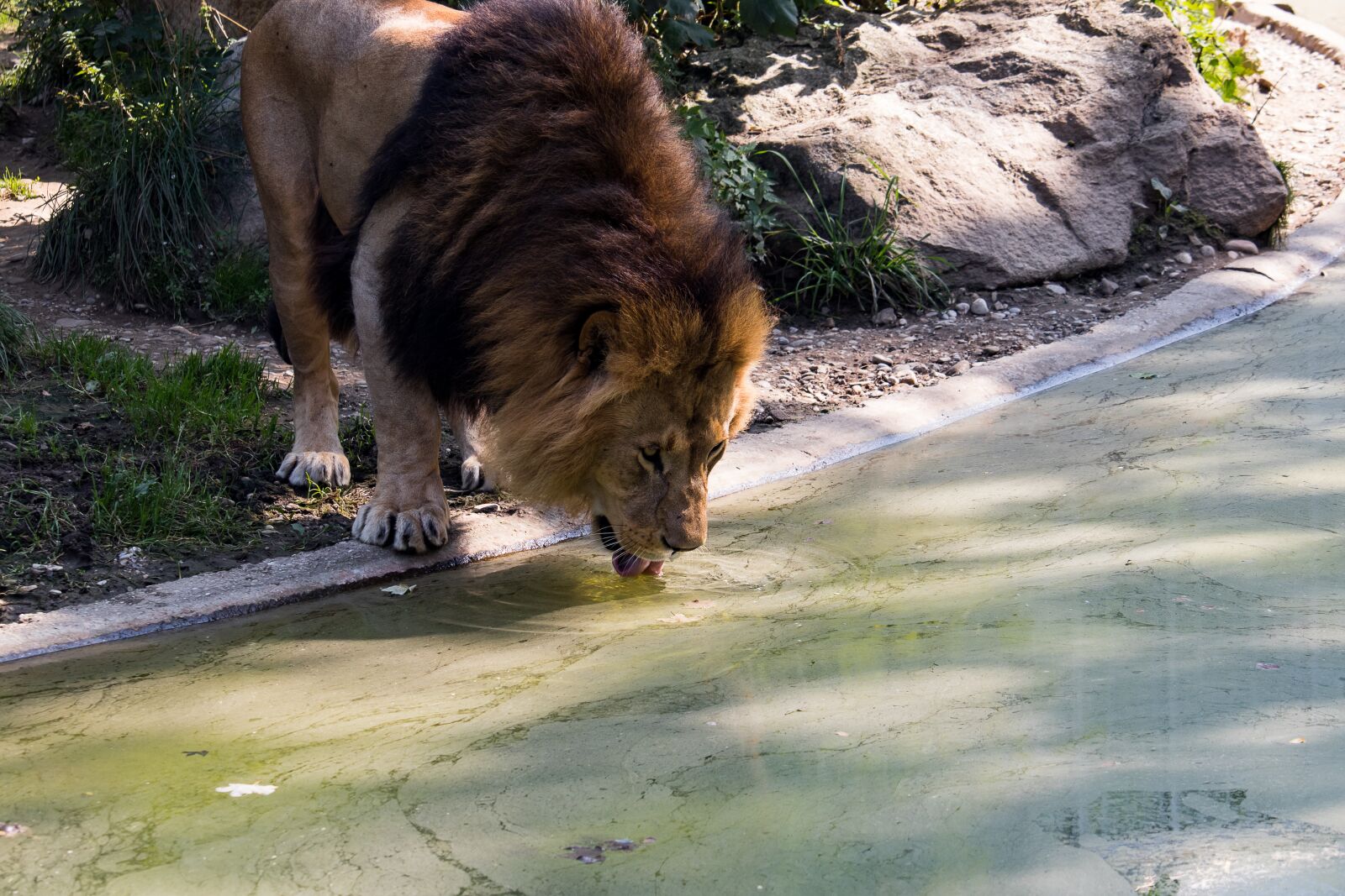 Canon EF-S 55-250mm F4-5.6 IS STM sample photo. Lion, predator, animal photography