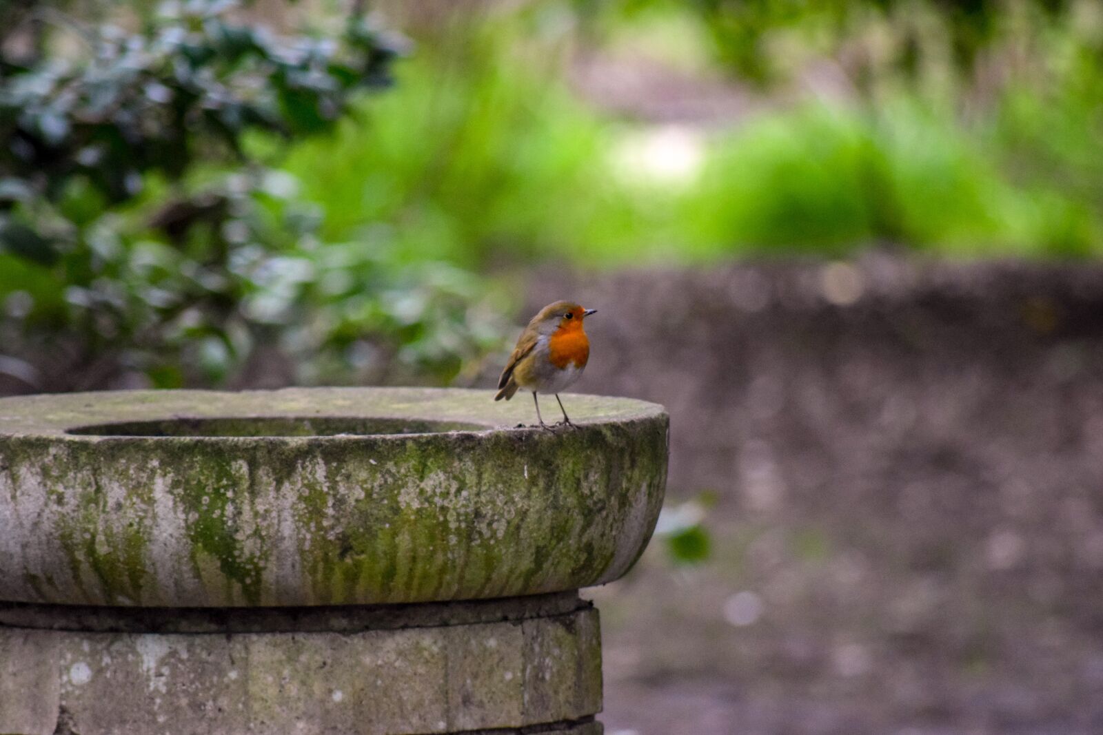 Nikon D3300 sample photo. Robin, bird, animal photography