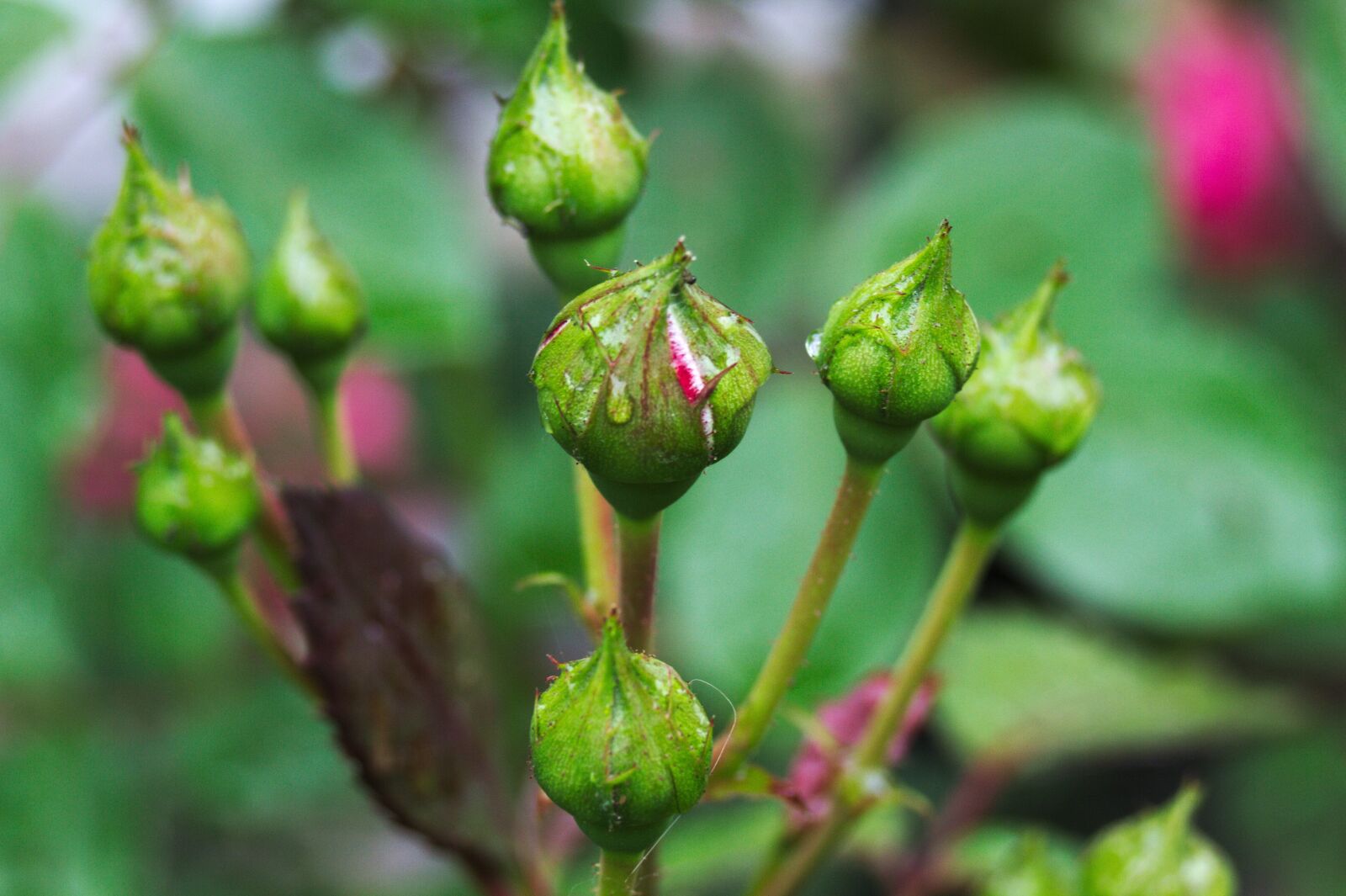 Canon EOS 7D sample photo. Flower, rose, plant photography
