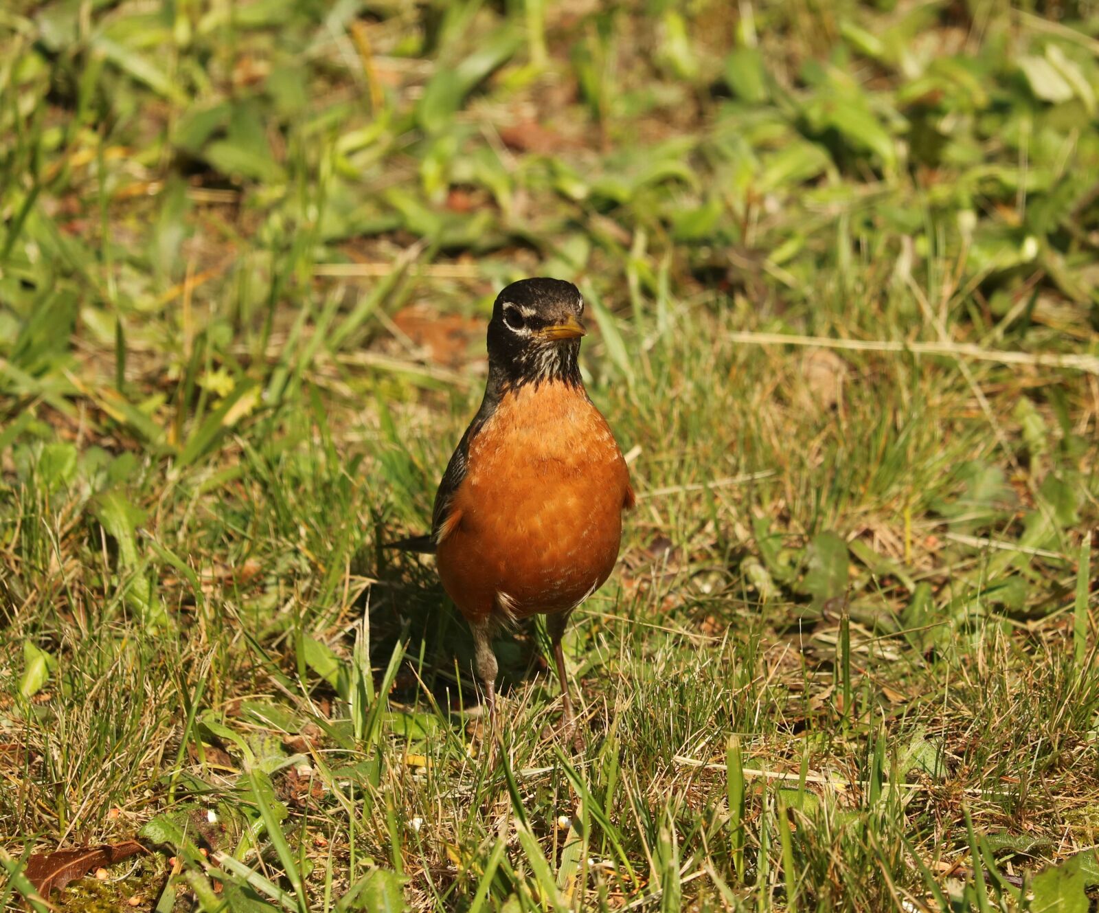 Canon EOS 760D (EOS Rebel T6s / EOS 8000D) sample photo. Animal, beak, bird photography