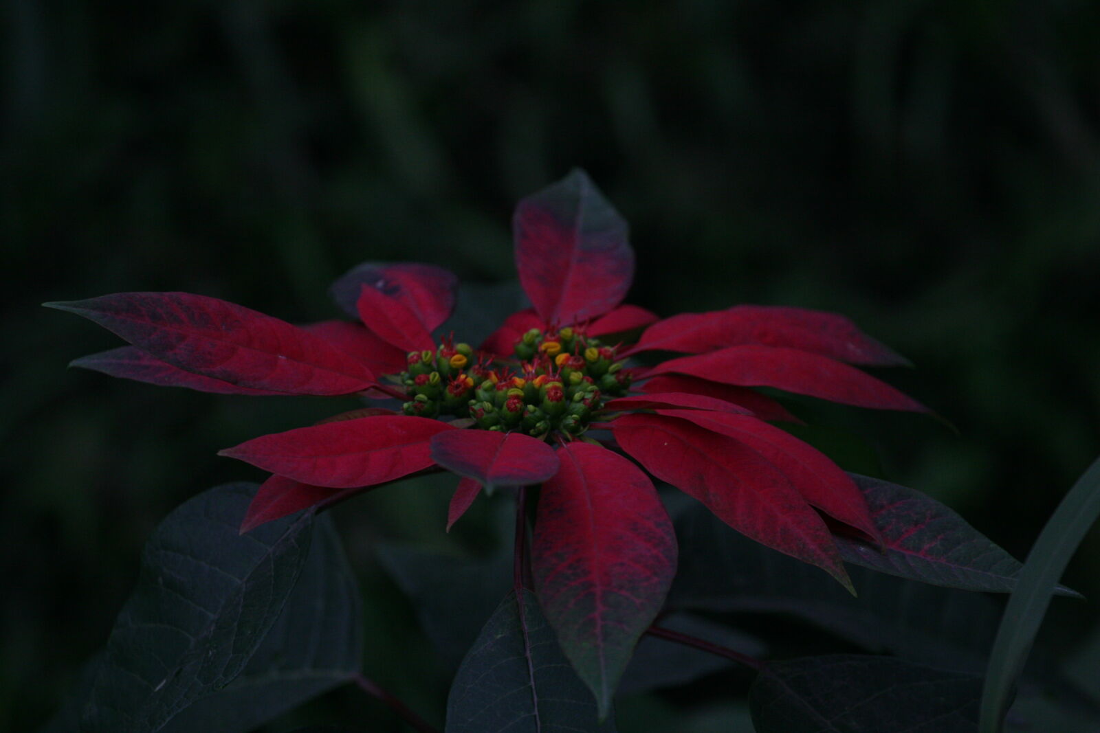 Canon EF 70-200mm F4L USM sample photo. Beautiful, flowers, flower photography