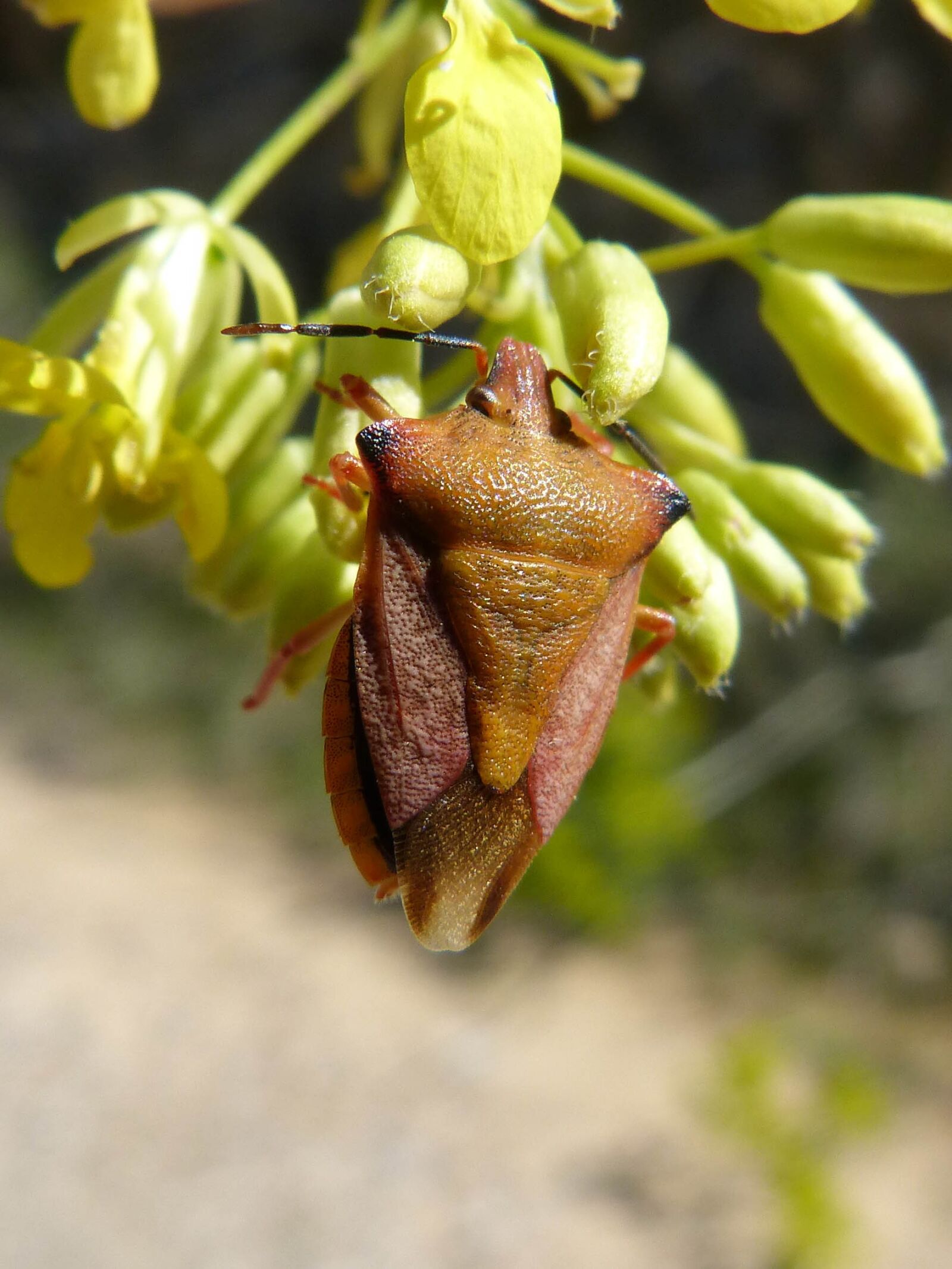 Panasonic DMC-FZ62 sample photo. I pentatomid, dolycoris baccarum photography