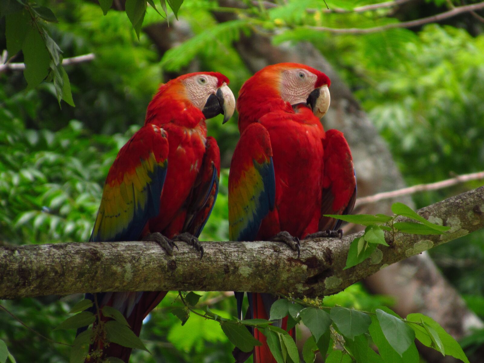 Canon PowerShot SX520 HS sample photo. Guacamayas, trees, nature photography