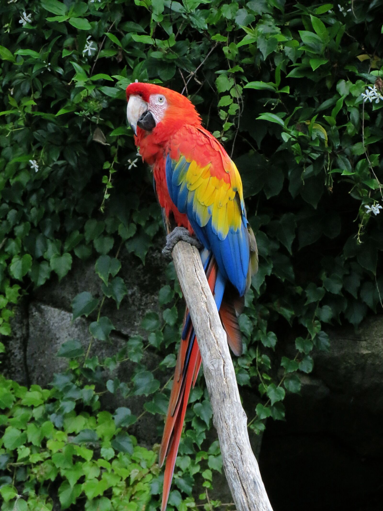 Canon PowerShot SX40 HS sample photo. Volatile, feathers, beak photography