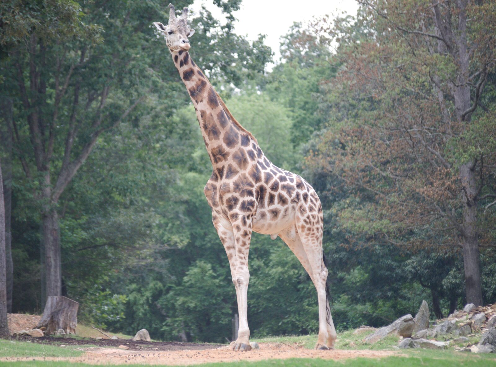 Nikon D610 sample photo. Giraffe, zoo, animal photography