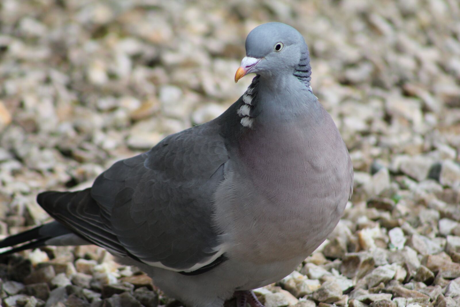 Canon EOS 550D (EOS Rebel T2i / EOS Kiss X4) sample photo. Bird, wood pigeon, feather photography