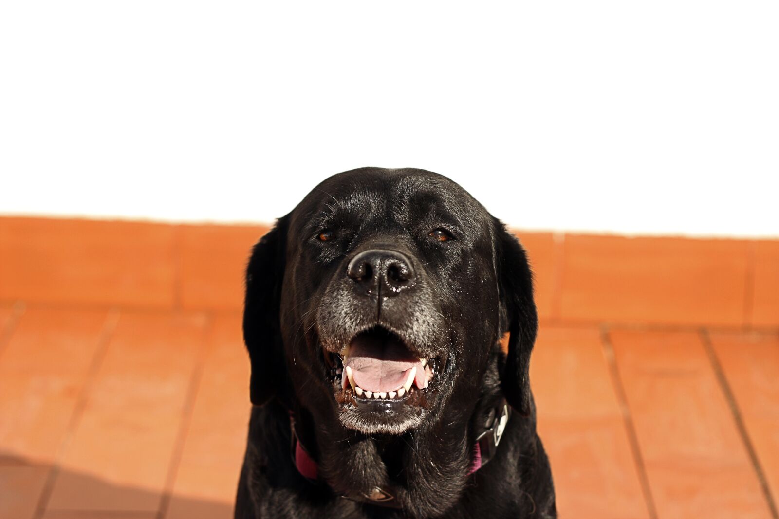Canon EOS 600D (Rebel EOS T3i / EOS Kiss X5) + Canon EF 50mm F1.8 II sample photo. Labrador, dog, black photography
