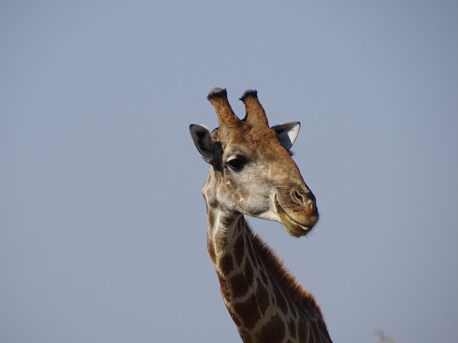 Sony Cyber-shot DSC-HX400V sample photo. Giraffe, namibia, africa photography