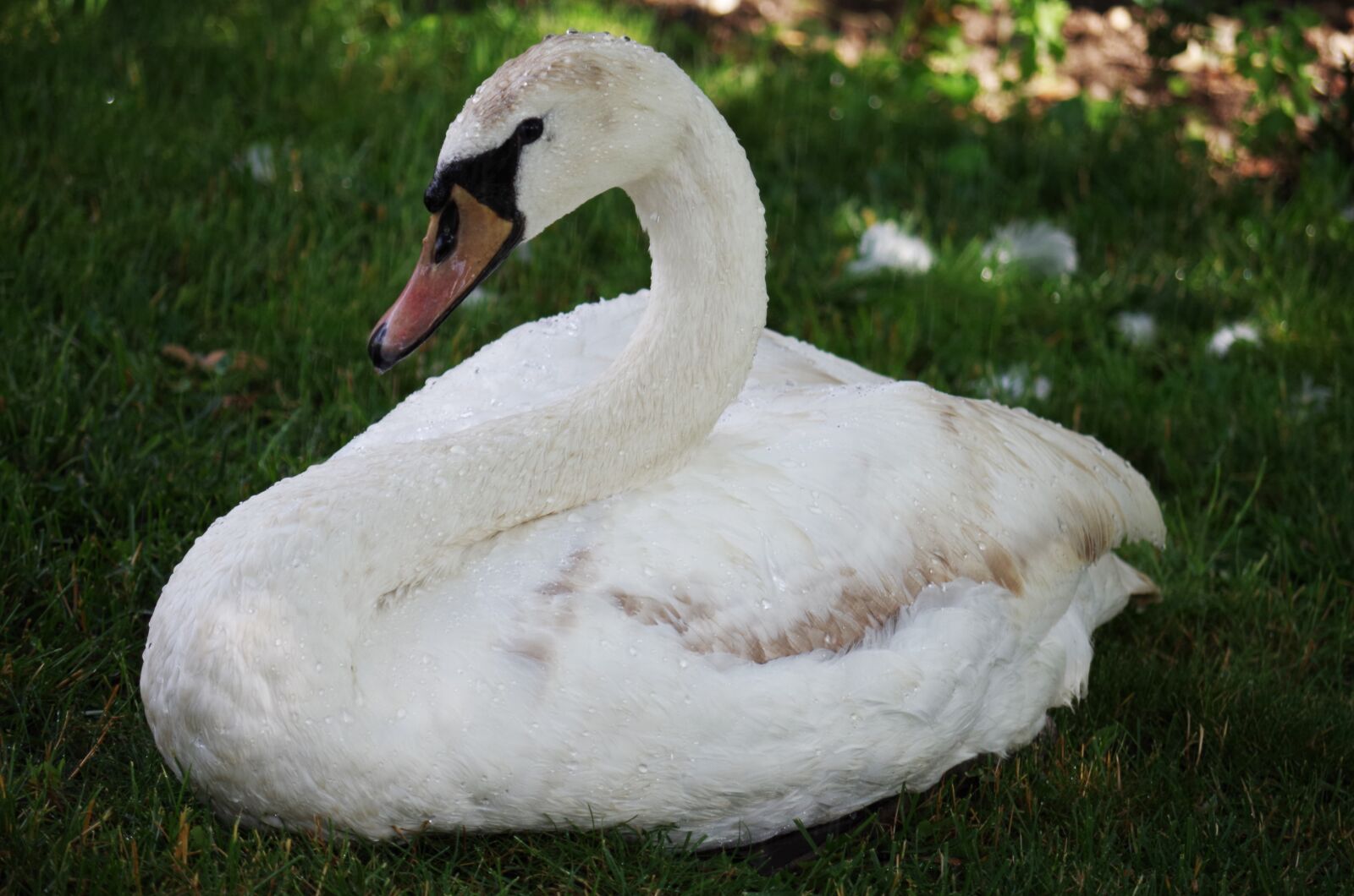 Pentax K-500 sample photo. Swan, bird, white photography