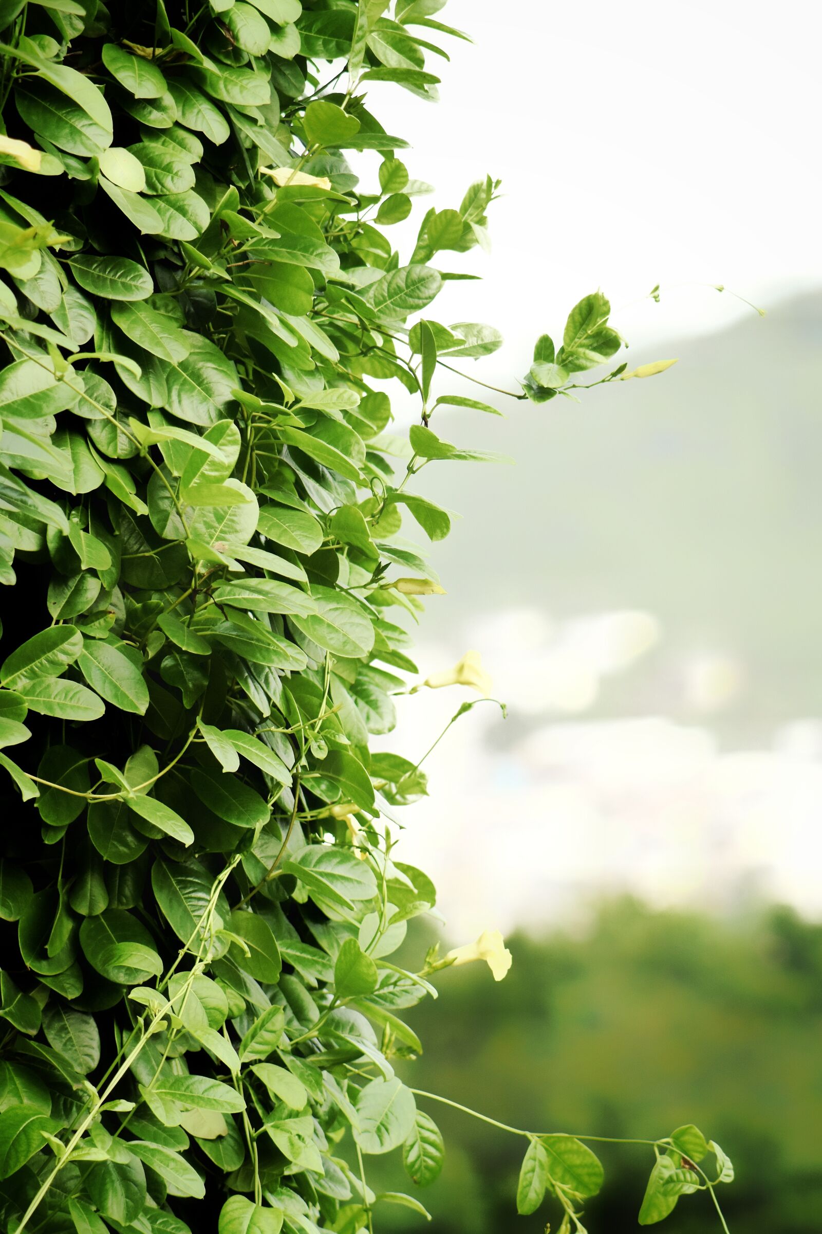 Nikon D7200 sample photo. Creepers, leaves, climbers photography