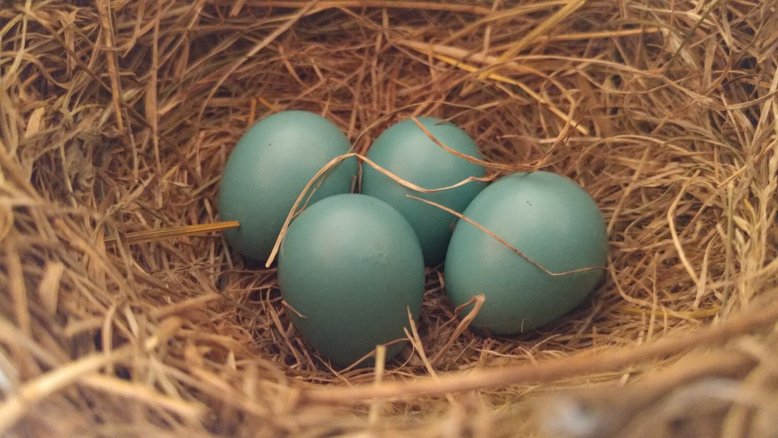 LG V20 sample photo. Egg, eggs, robin photography