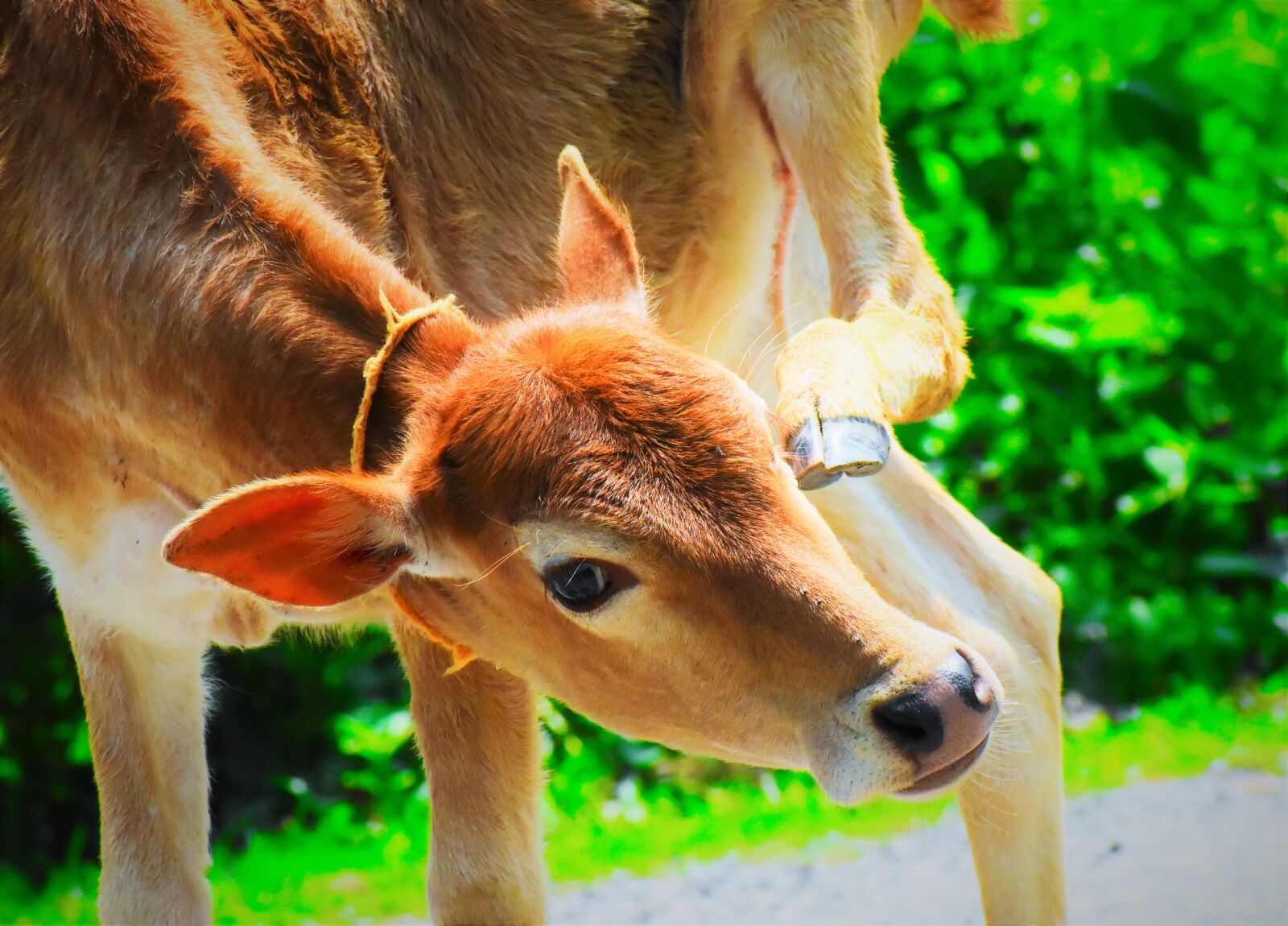 Nikon D5600 sample photo. Animal, nature, mammal photography