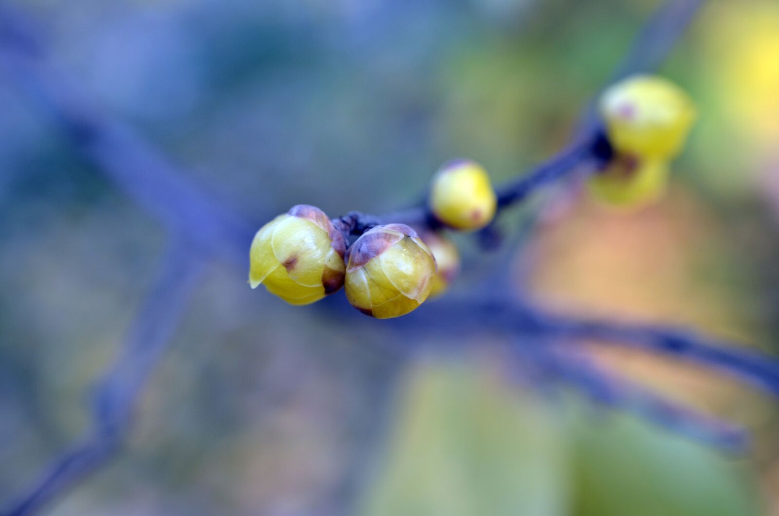 Nikon D7000 sample photo. Wintersweet, chimonanthus praecox, plum photography