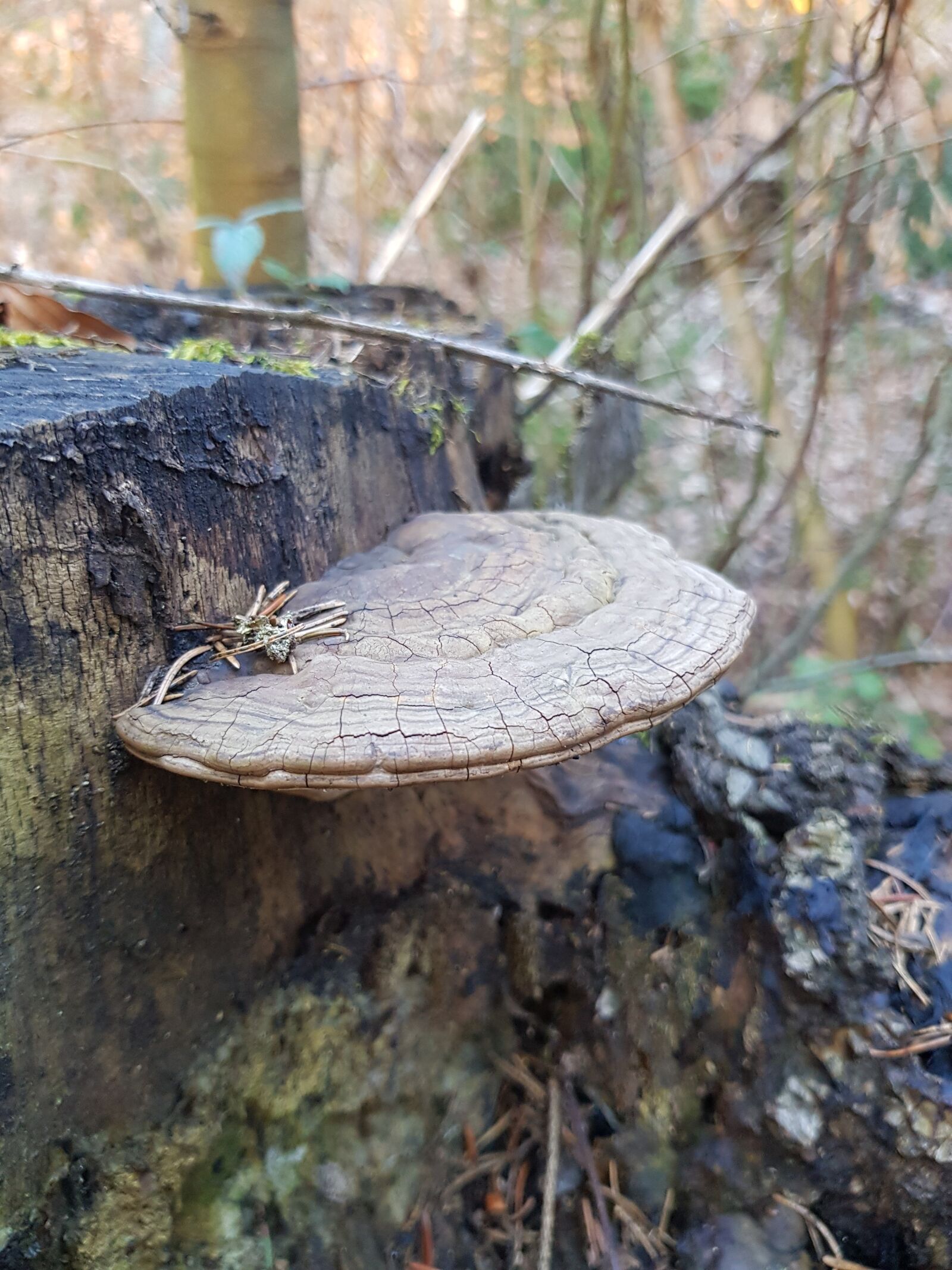 Samsung Galaxy S8 sample photo. Wood, nature, tree photography