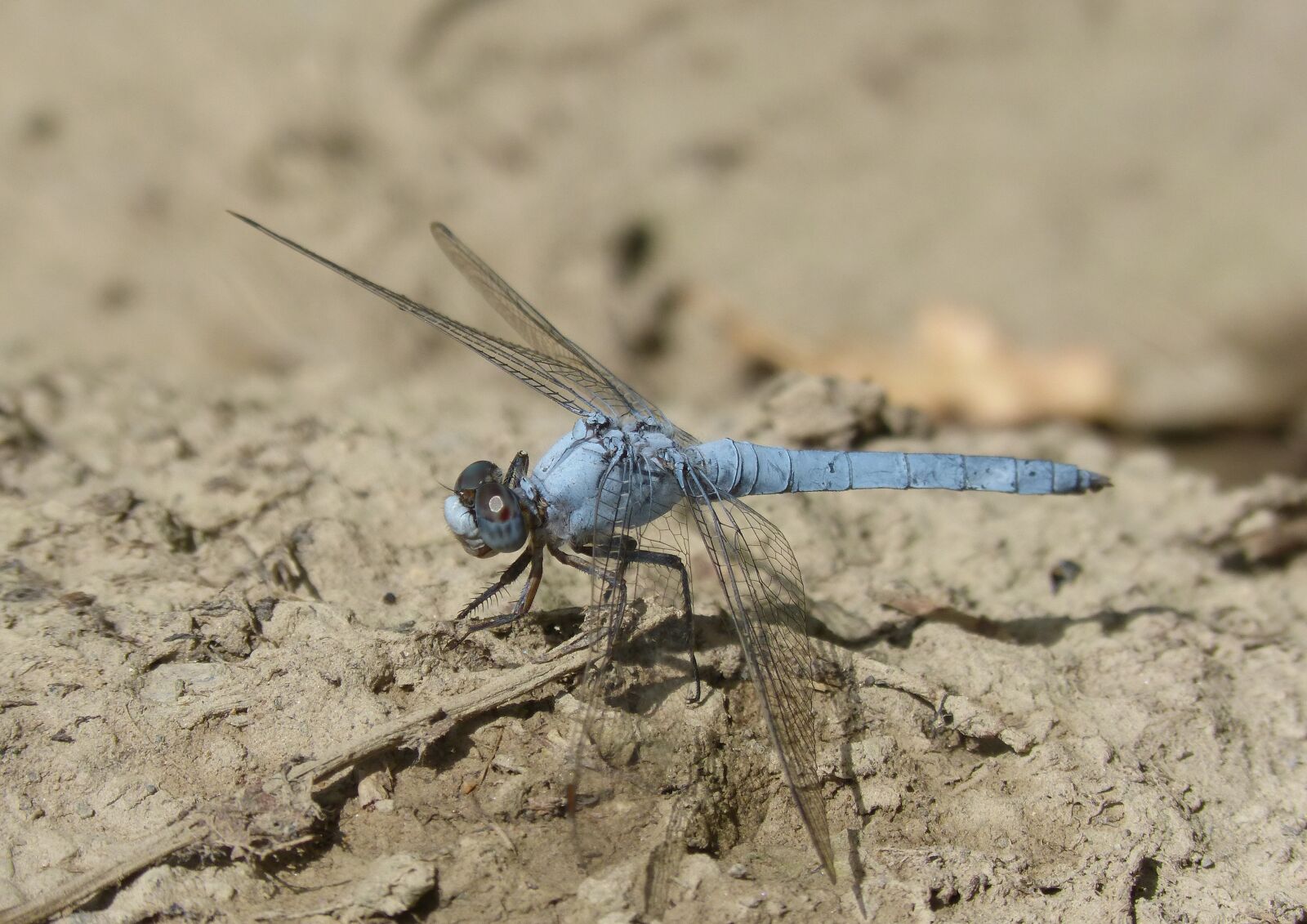 Panasonic DMC-FZ62 sample photo. Blue dragonfly, winged insect photography