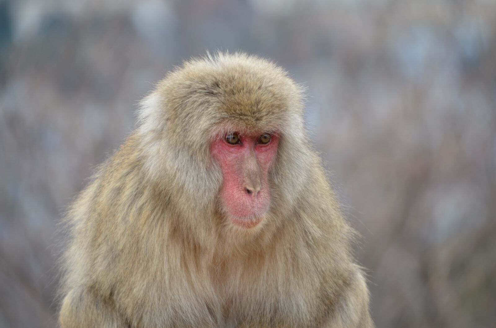 Nikon D5100 sample photo. Japanese macaque, monkey, primate photography