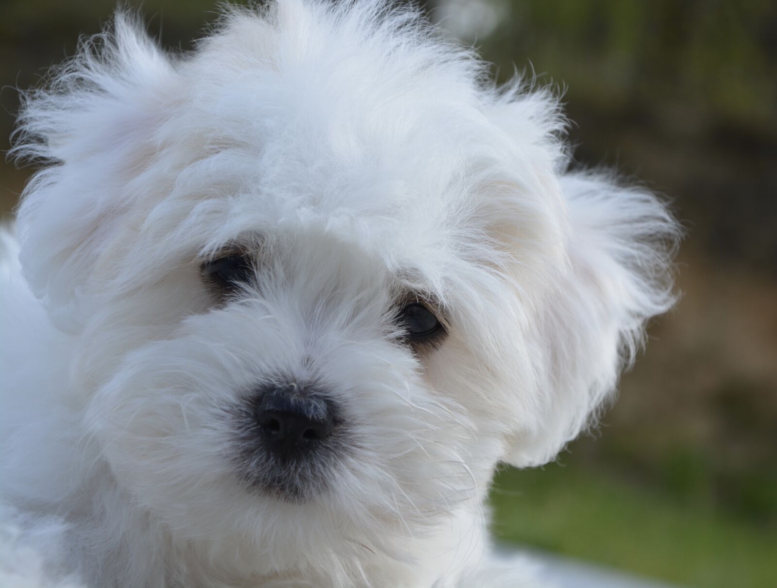 Nikon D5200 sample photo. Puppy, ten weeks, cotton photography