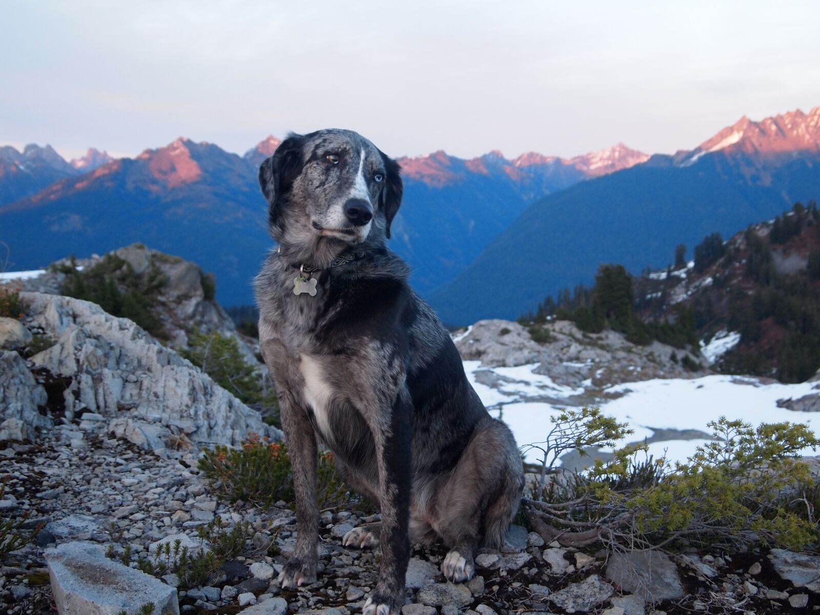 Olympus PEN E-PL1 sample photo. Dog, australian shepherd, mutt photography