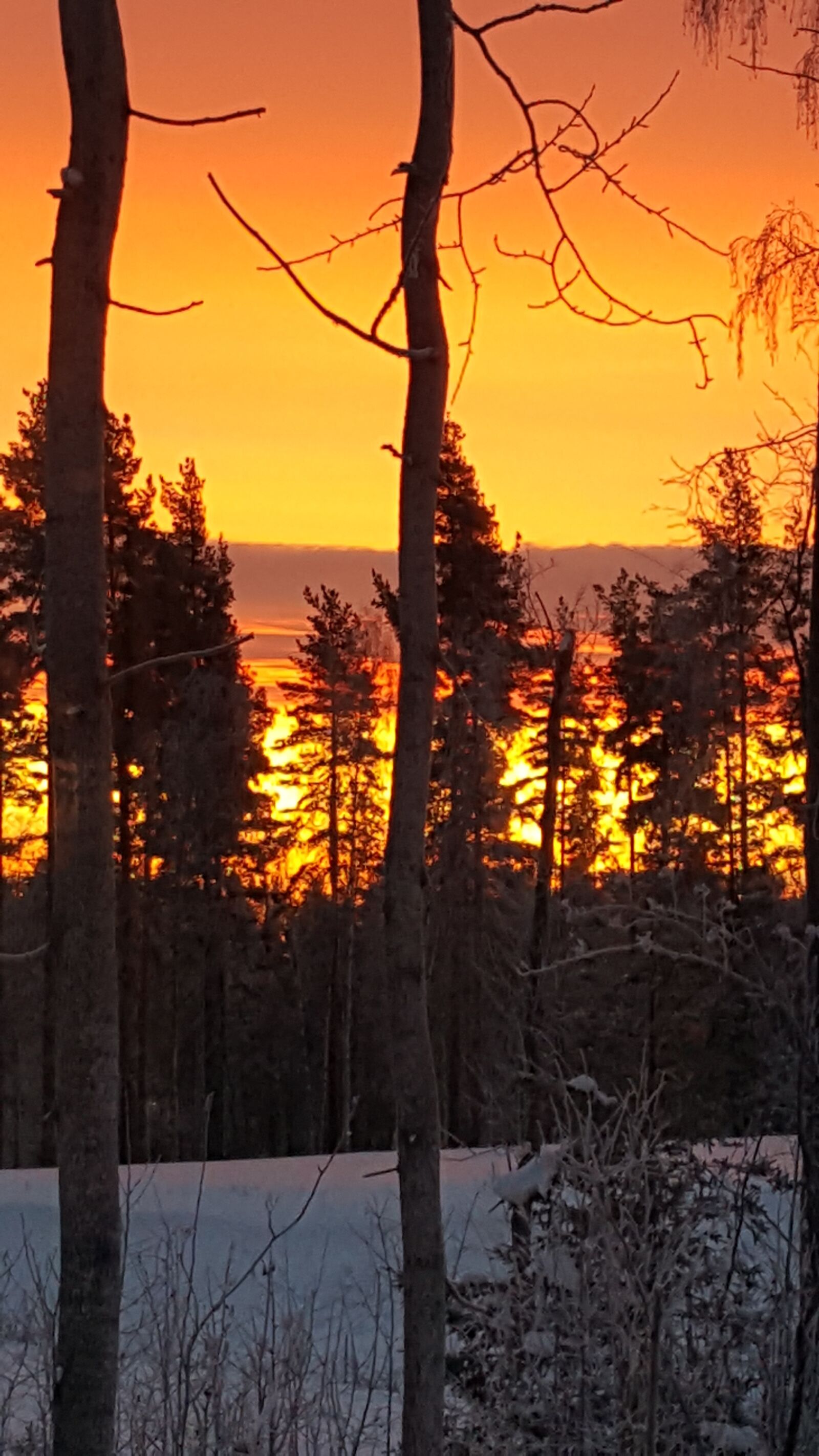 Samsung Galaxy S6 sample photo. Sunrise, forest, tree photography