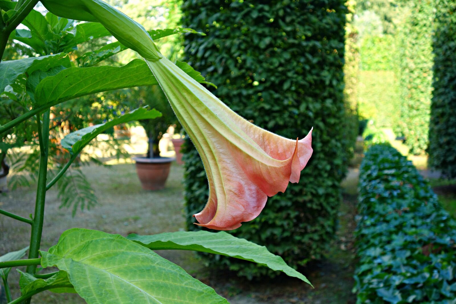 Sony Cyber-shot DSC-RX100 sample photo. Angel's trumpet, brugmansia suaveolens photography