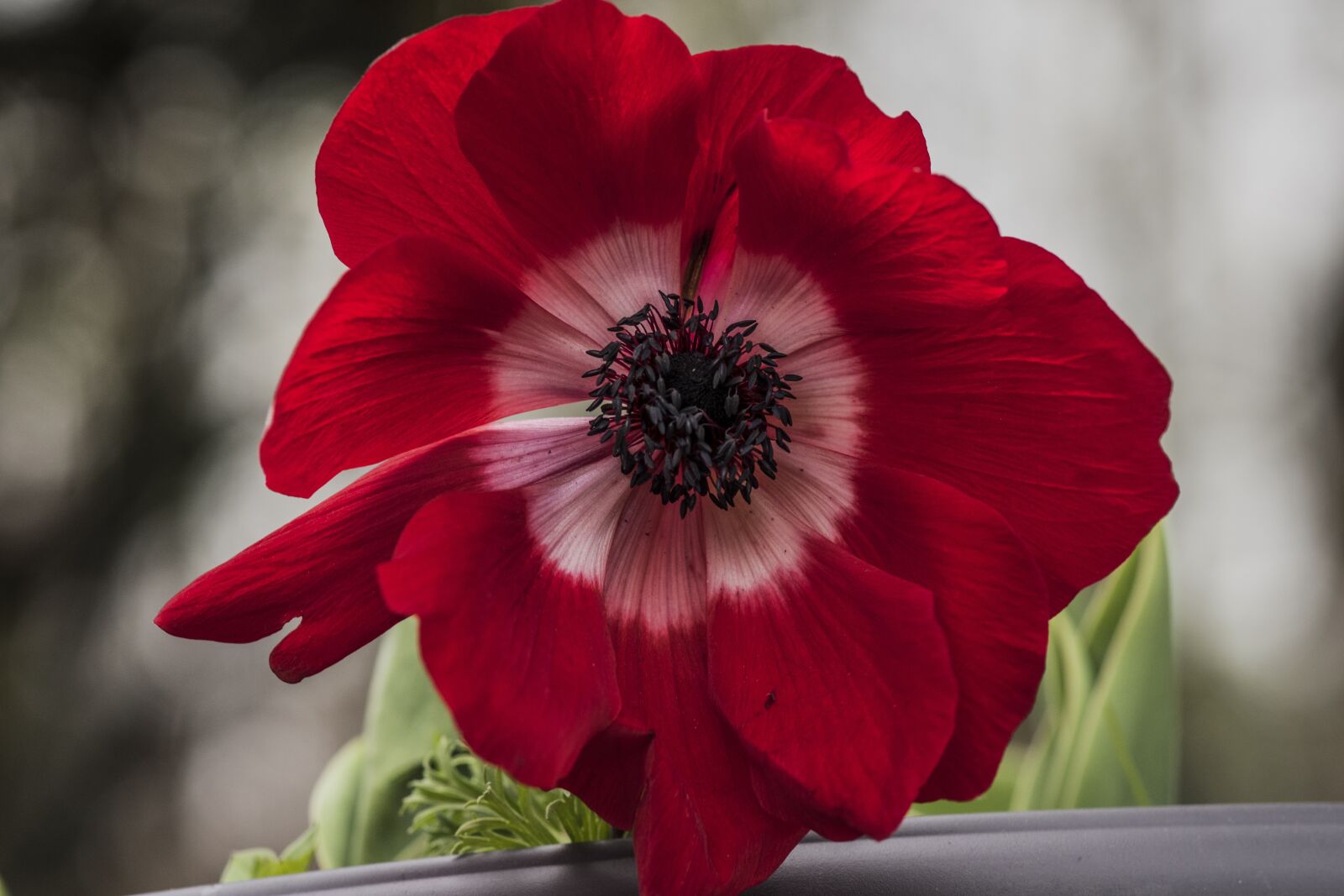 Nikon D5600 sample photo. Flower, nature, plant photography