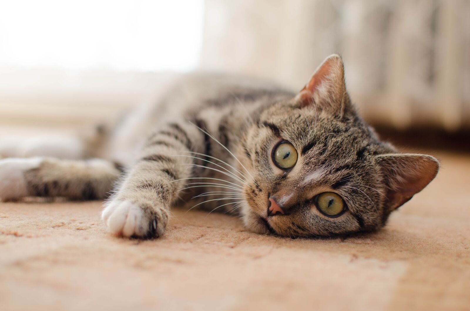 Nikon D7000 sample photo. Cat, kitten, bury cat photography