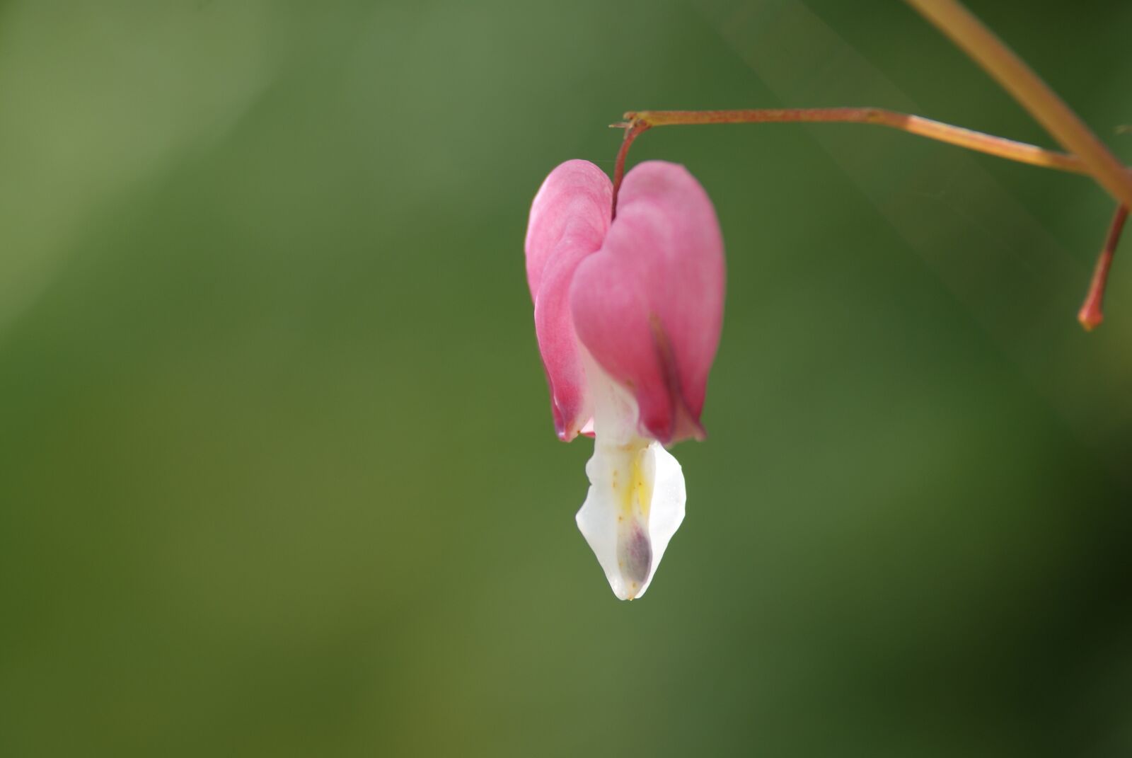 Sony Alpha DSLR-A230 sample photo. The heart of husband photography
